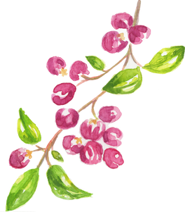 Watercolor Lily Pilly Syzygium Smithii Australian Native Flower