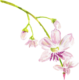 Watercolor Pale Vanilla Lily Arthropodium Milleflorum Australian Native Flower