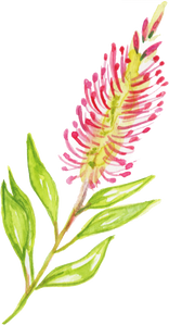 Watercolor Bottlebrush Callistemon Australian Native Flower